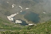 Corno Stella (2620 m) con tanti fiori, solo, in compagnia degli stambecchi il 25 giugno 2019 - FOTOGALLRY